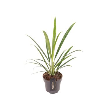 Aglaonema 'Forest Grass'