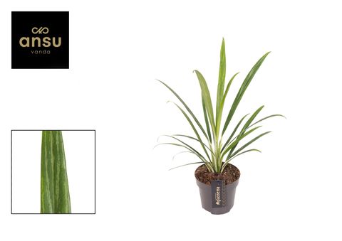 Aglaonema 'Forest Grass'