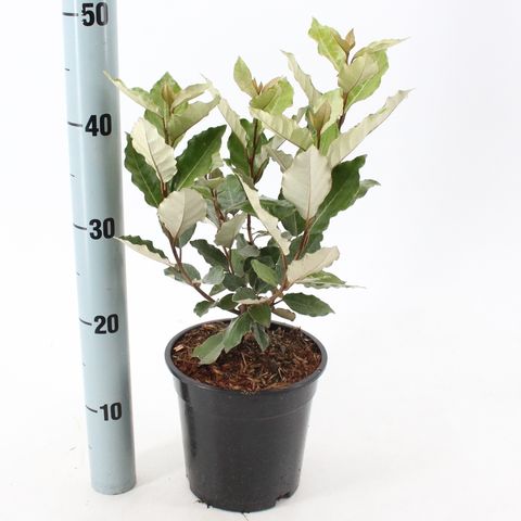 Elaeagnus x ebbingei 'Compacta'