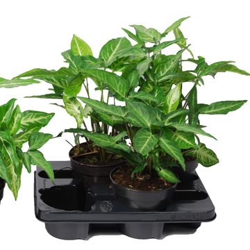 Syngonium angustatum