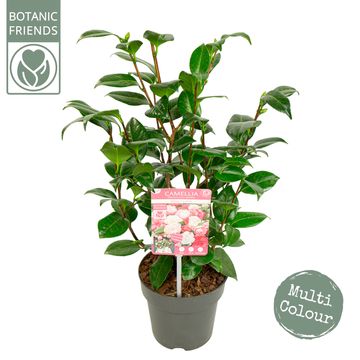 Camellia japonica 'Winter Festival'