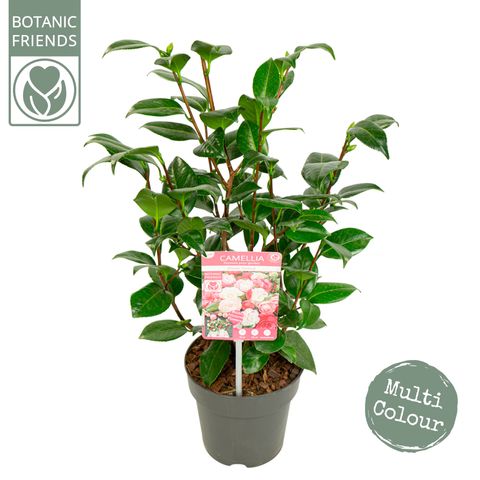 Camellia japonica 'Winter Festival'