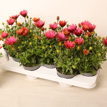 Osteospermum MARGARITA BRONZE FLARE