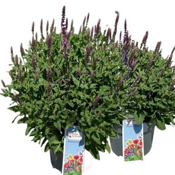 Salvia x sylvestris 'Rose Marvel'