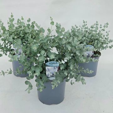 Eucalyptus gunnii