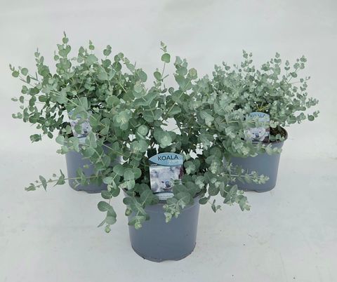 Eucalyptus gunnii