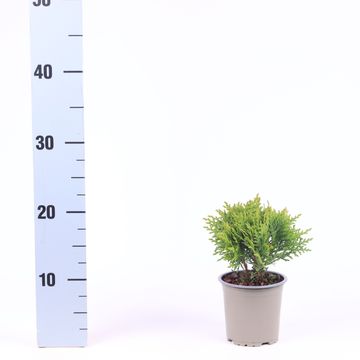 Thuja occidentalis 'Danica'