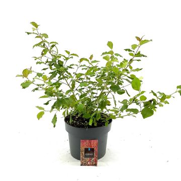 Cornus sanguinea 'Midwinter Fire'