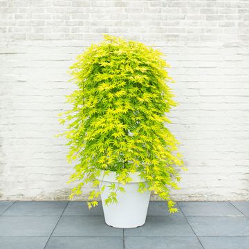 Acer palmatum CASCADE CITRINE