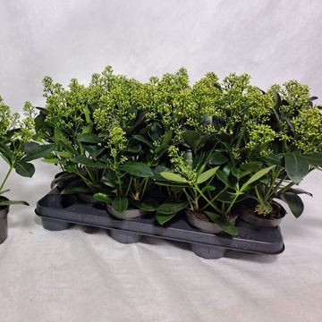 Skimmia japonica 'Finchy'