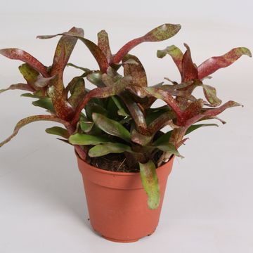 Neoregelia 'Red Waif'