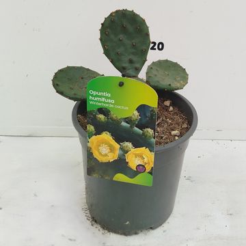 Opuntia humifusa