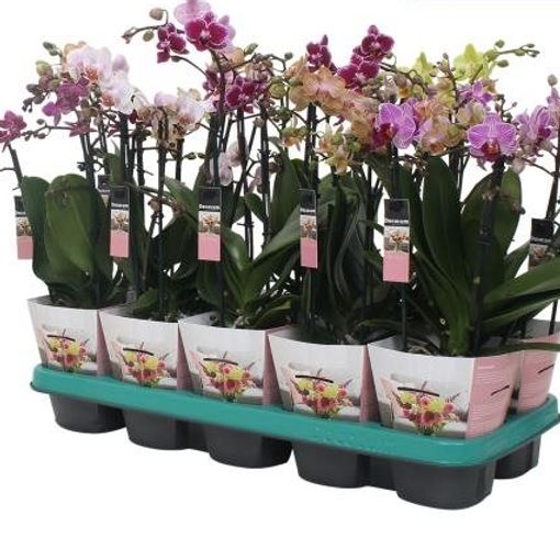 Phalaenopsis MULTIFLORA MIX (Ter Laak Orchids Multiflora)