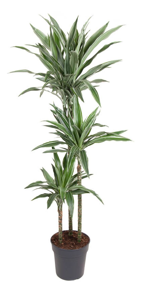 Dracaena fragrans 'Warneckei' — Plant Wholesale FlorAccess