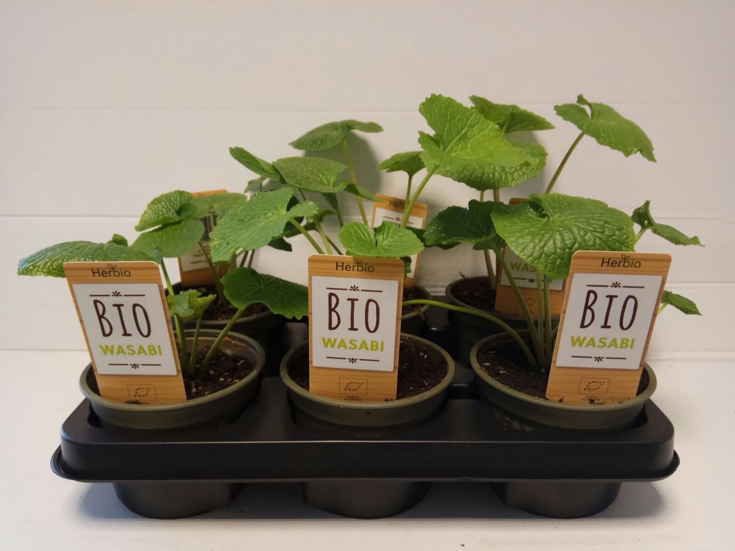 Eutrema japonicum — Plant Wholesale FlorAccess