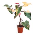 Philodendron 'Strawberry Shake'