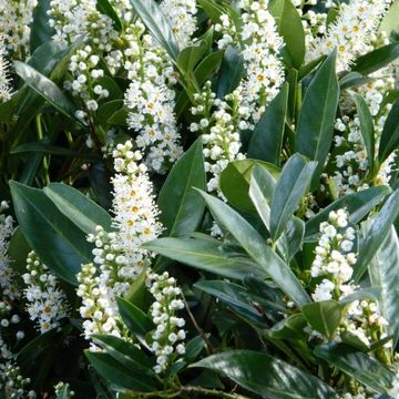 Prunus laurocerasus 'Otto Luyken'