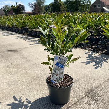 Magnolia stellata