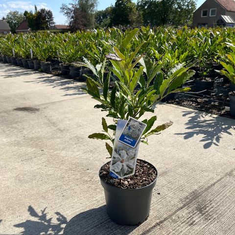 Magnolia stellata