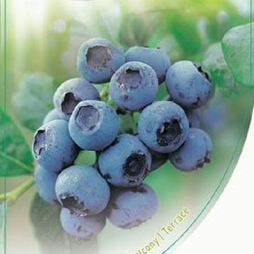 Vaccinium corymbosum 'Bluecrop'