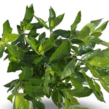 Clethra alnifolia 'Hummingbird'