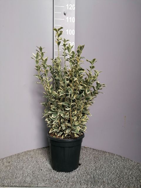 Euonymus japonicus 'Bravo' Euonymus japonicus 'Bravo'