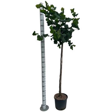 Corylus avellana 'Contorta'