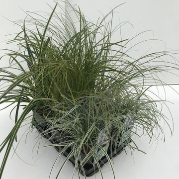 Carex MIX