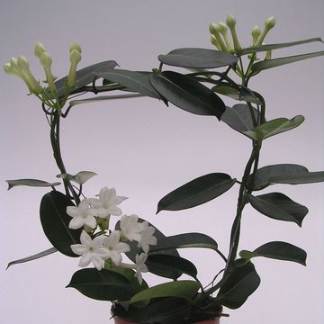 Stephanotis floribunda