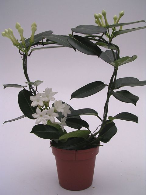 Stephanotis floribunda