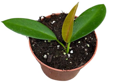 Hoya pubicalyx 'Black Dragon'