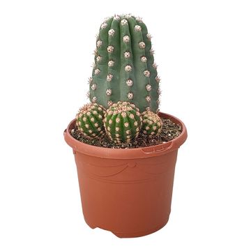 Trichocereus teleghonus