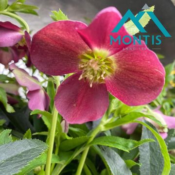 Helleborus orientalis MIX