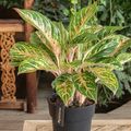 Aglaonema 'Coco Melon'