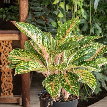 Aglaonema 'Coco Melon'
