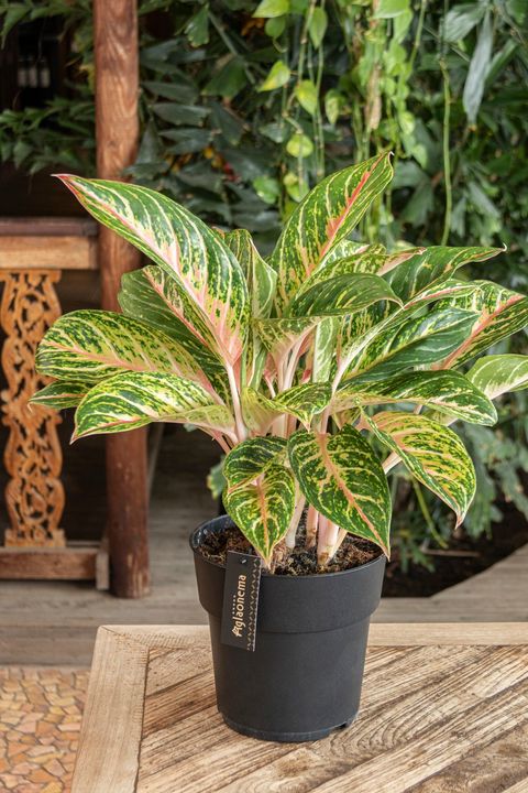 Aglaonema 'Coco Melon'