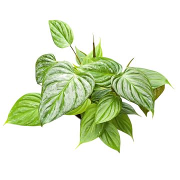 Philodendron 'Majestic'