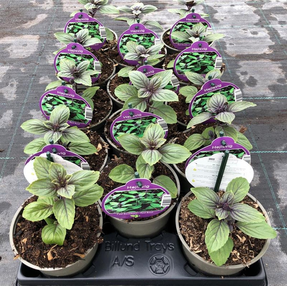 ocimum-basilicum-magic-mountain-floraccess