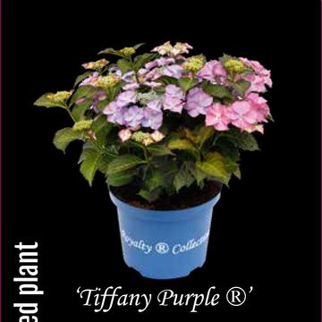 Hydrangea macrophylla ROYALTY COLLECTION TIFFANY PURPLE