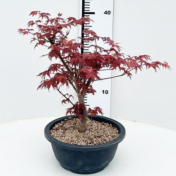 Acer palmatum 'Deshôjô'
