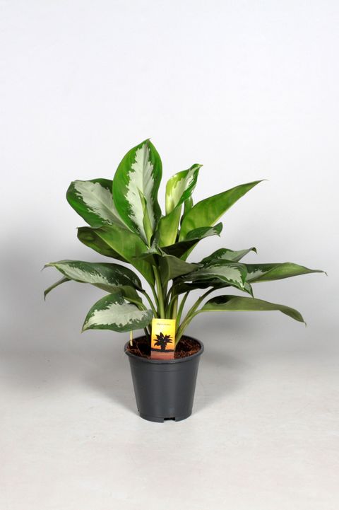 Aglaonema 'Diamond Bay'