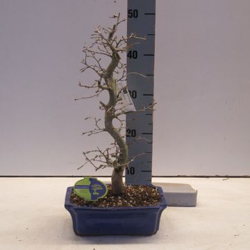 Carpinus japonica
