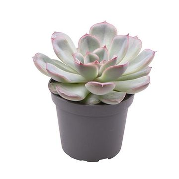 Echeveria 'Shira'