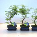 Metasequoia glyptostroboides
