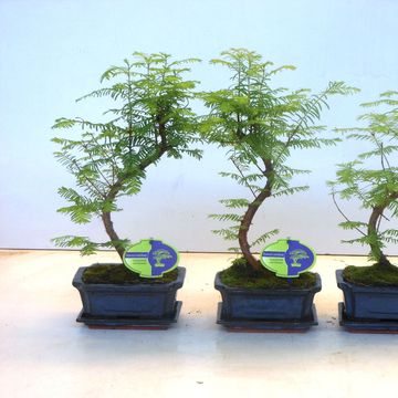 Metasequoia glyptostroboides