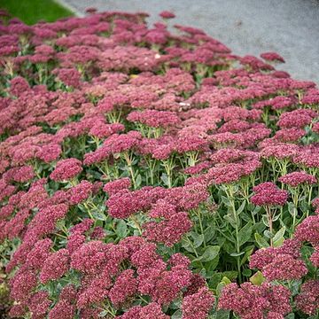 Sedum 'Herbstfreude'