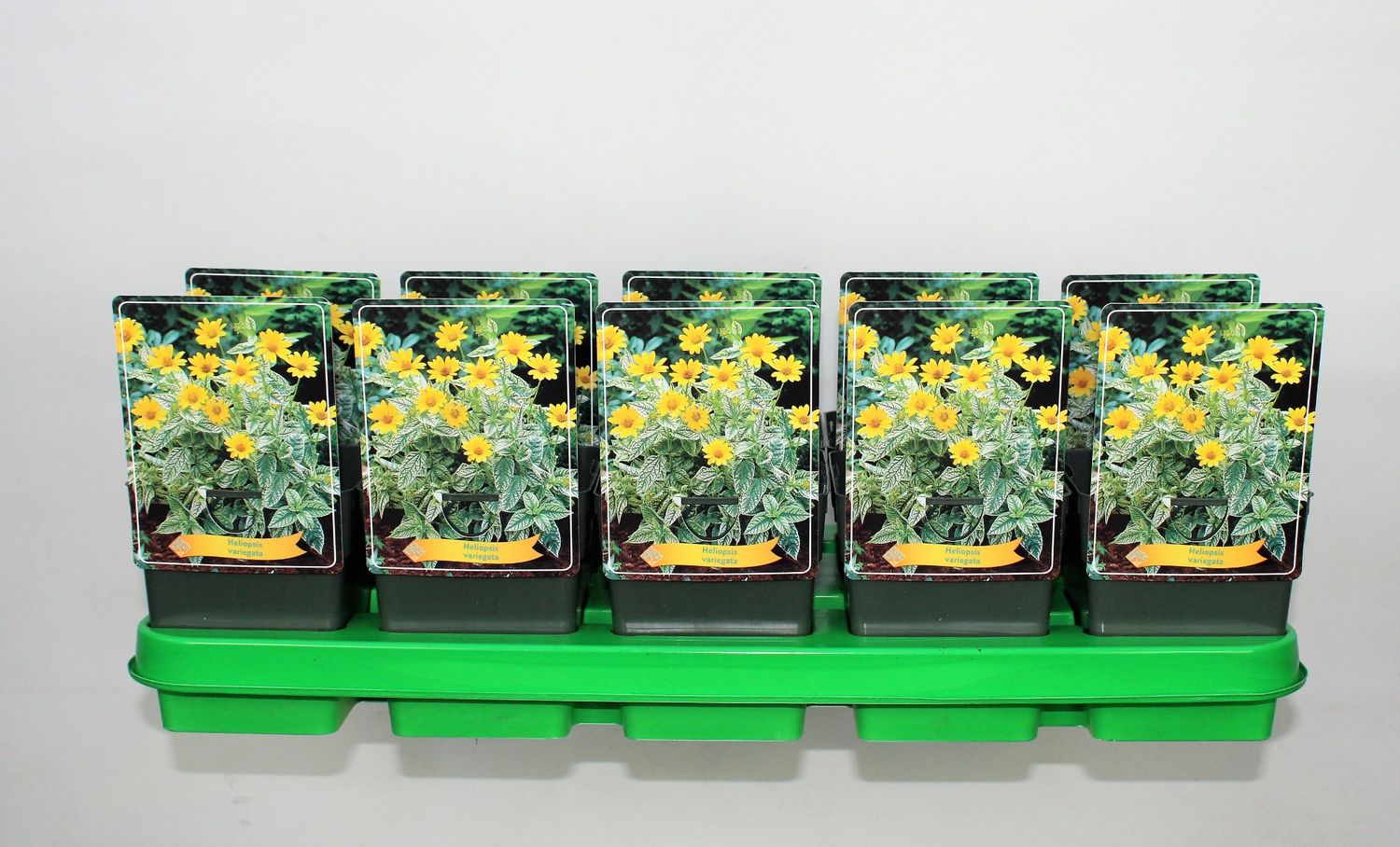Heliopsis helianthoides 'Variegata Oriole'  Plant Wholesale FlorAccess