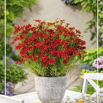 Coreopsis verticillata 'Ladybird'