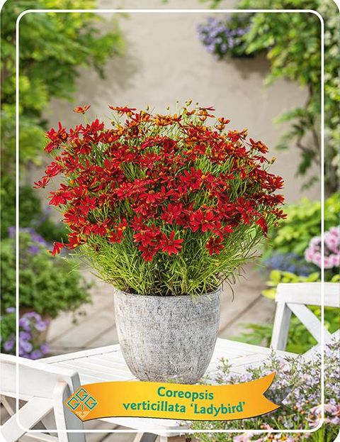 Coreopsis verticillata 'Ladybird'