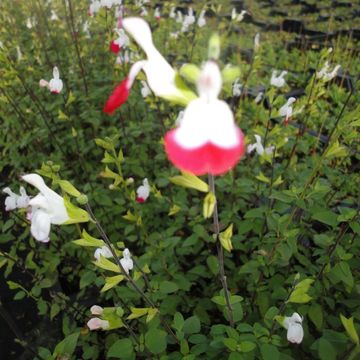 Salvia microphylla 'Hot Lips'